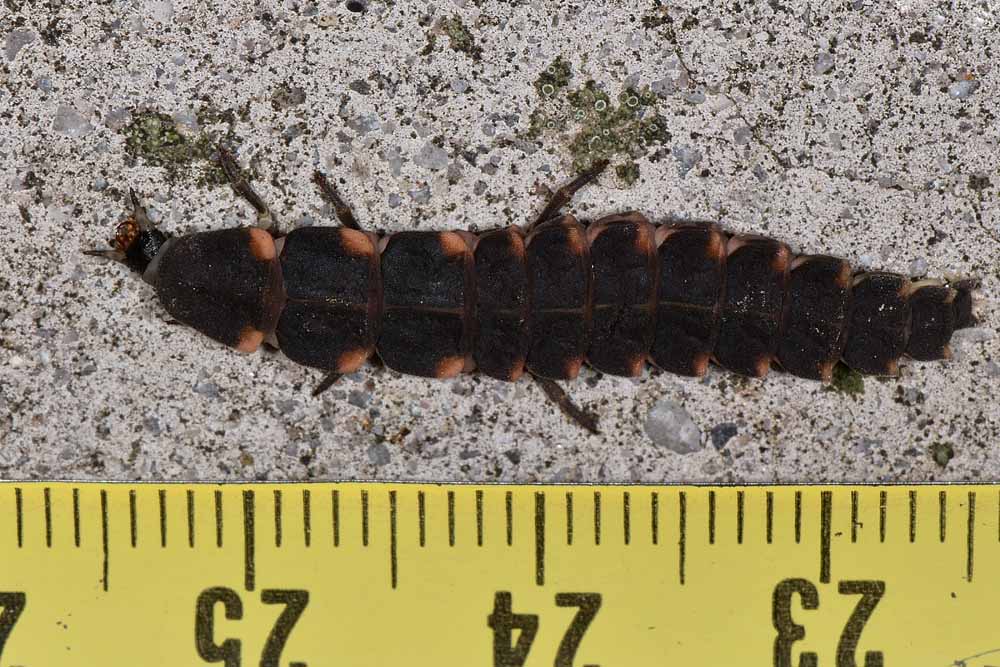 Lucciole predatrici:  Lampyris noctiluca